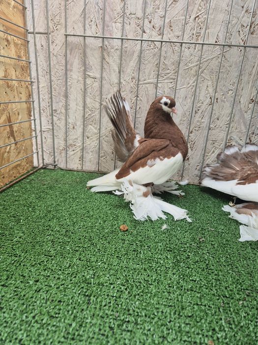 Porumbei jucator de volga