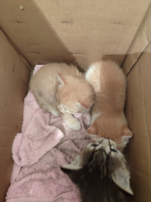 Котята в добрые руки