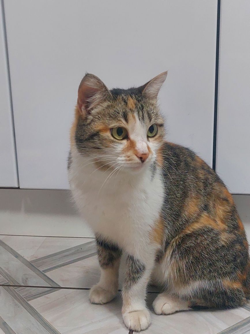 Кошка в хорошие руки