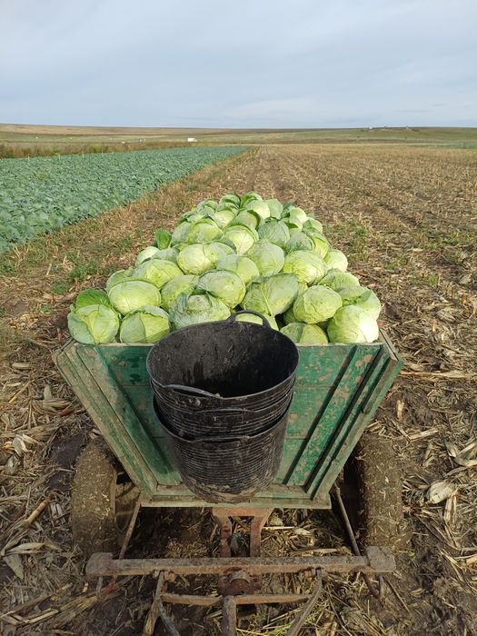 Vand varza de murat !