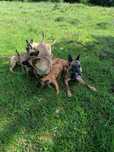 Donez 2 căței malinois