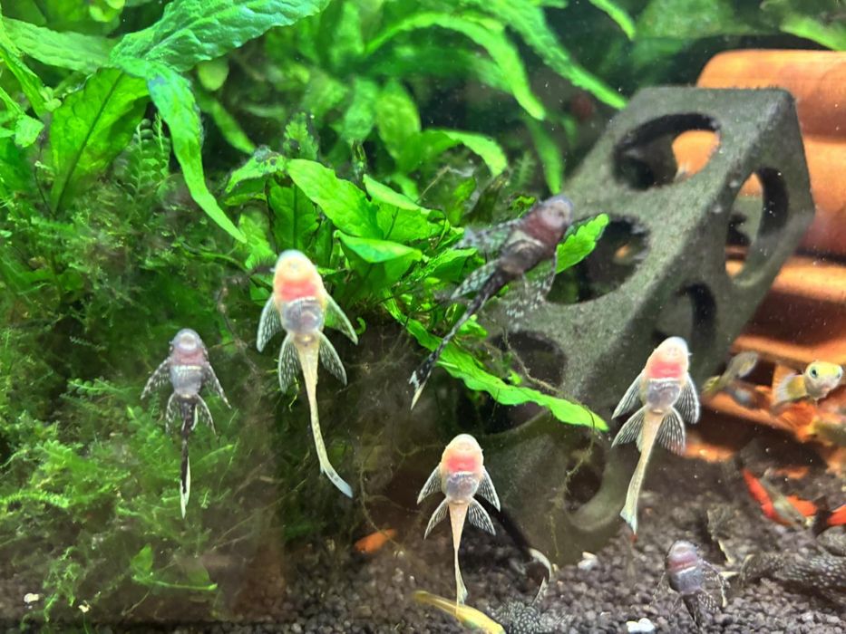 Рибки / гупи , плати , анциструси
