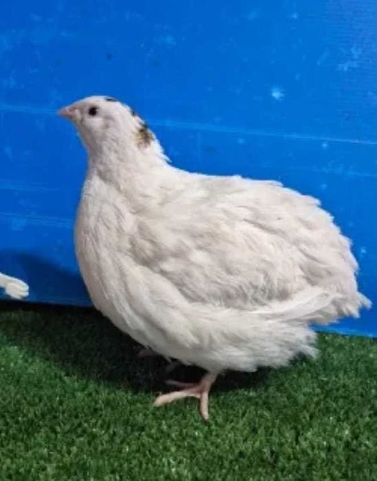 Бройлерни пъдпъдъци Джъмбо-еднодневни,месо и яйца