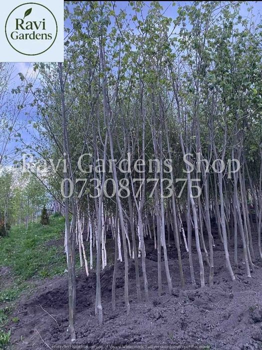 Plante Decorative Mesteacăn 3m 150 Lei | Transport 0 Lei