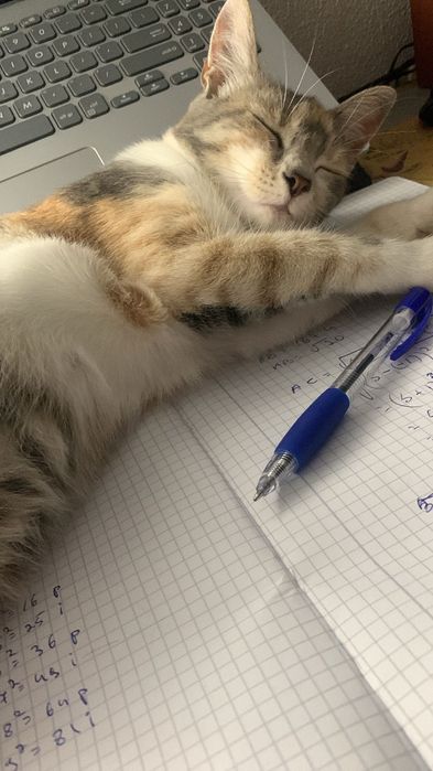 Pisicuțe caută casă nouă