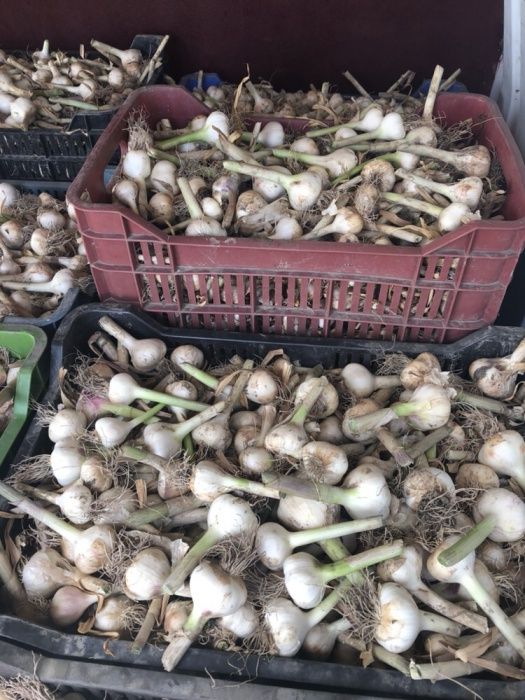 Vând usturoi românesc