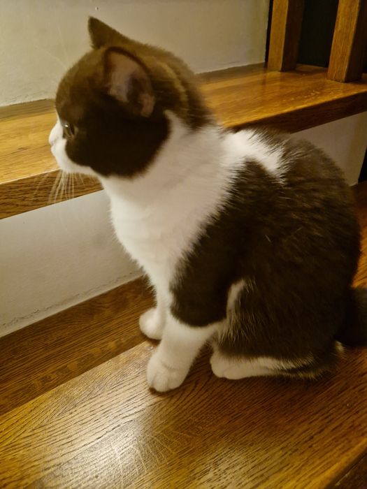 Vând motănel BSH bicolor