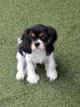 Cavalier king charles
