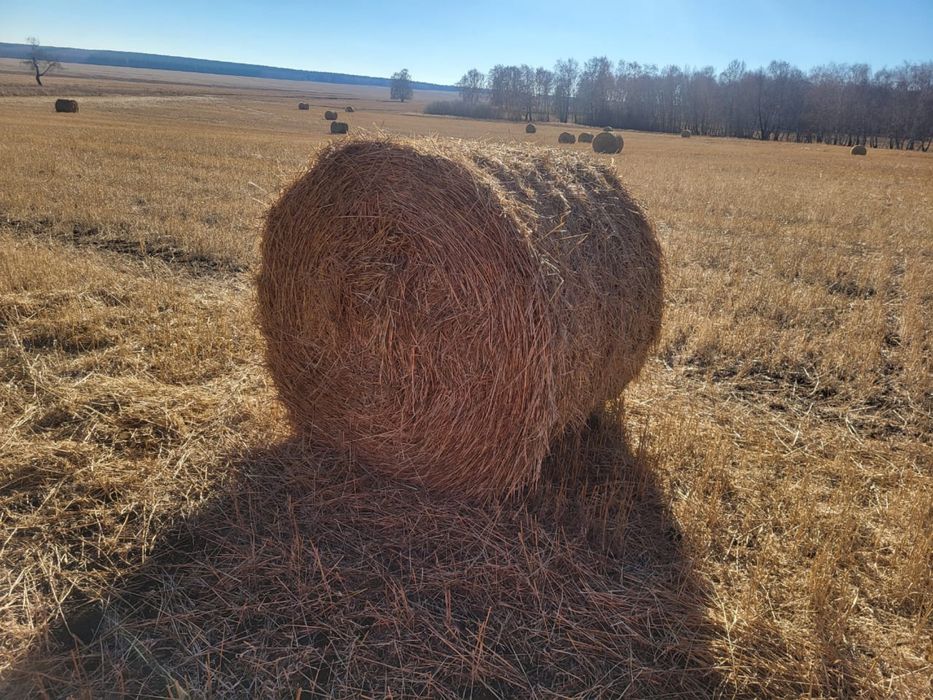 Солома. Продам солому