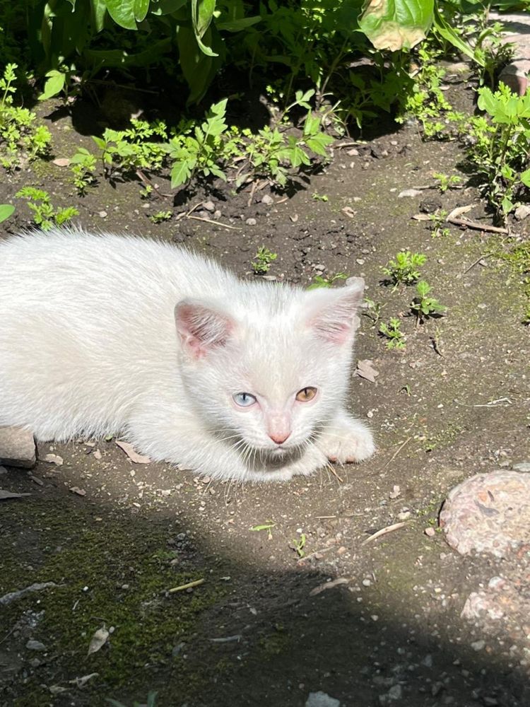 Белая кошка разными глазами