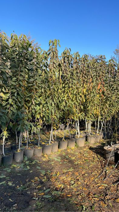 Pomi fructiferi columnari / pomi pitici