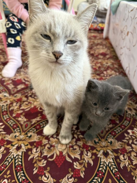 Пышықдын баласы киттай бар мамасы сиямский  порода
