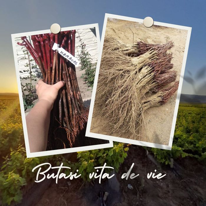 Butasi vita de vie anul 2 și anul 3