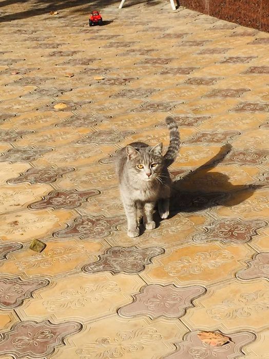 Кошка домашняя не дикая отдам в хорошие руки