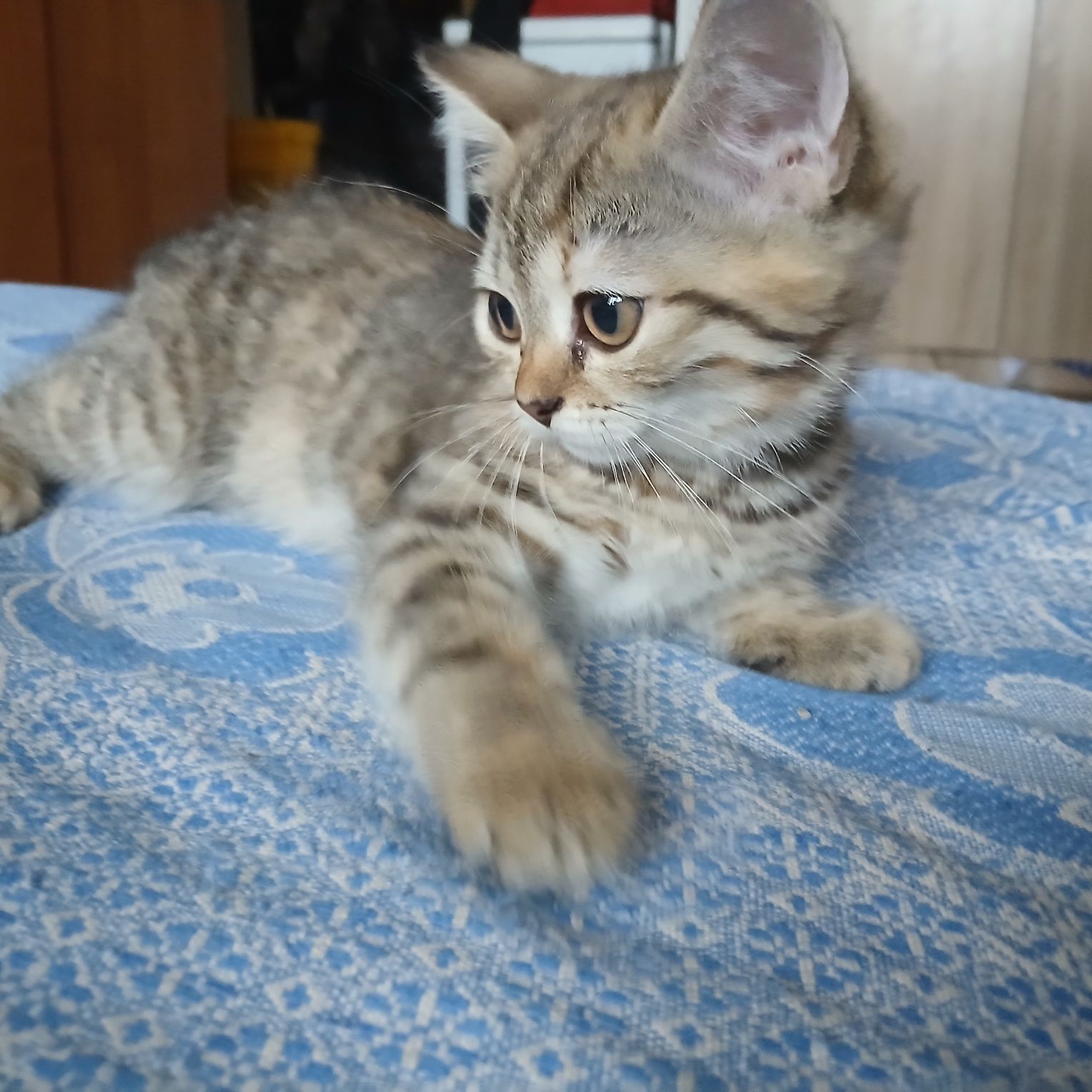 Продам котят и кошку .