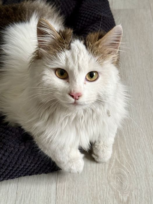 Котенок Сырок ищет дом