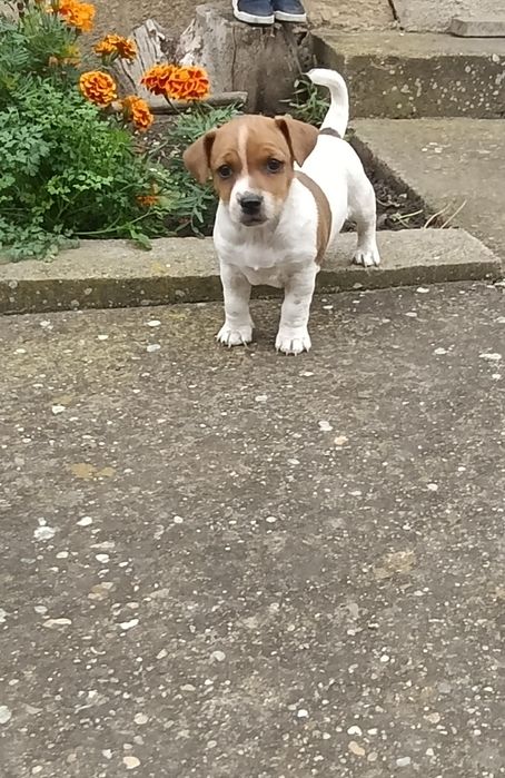 Cățel Jack Russel