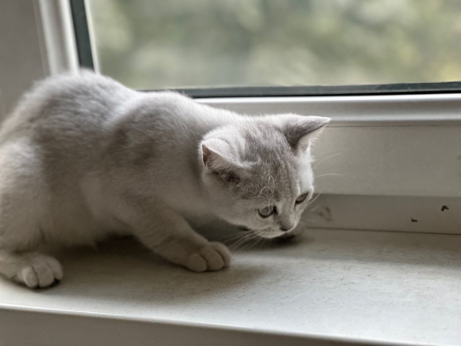Продам котятки породистая шишила