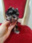 Yorkshire terrier toy