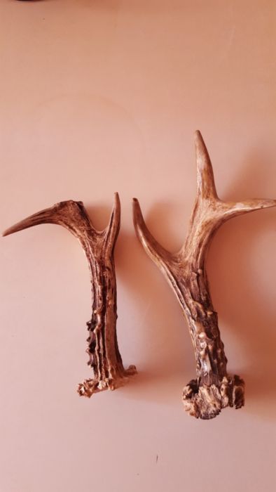Coarne de caprior