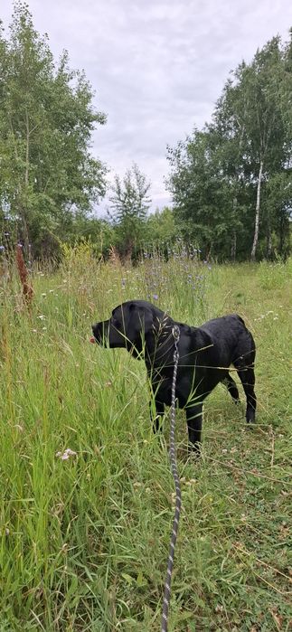 Вязка Парень Лабрадор ищет невесту