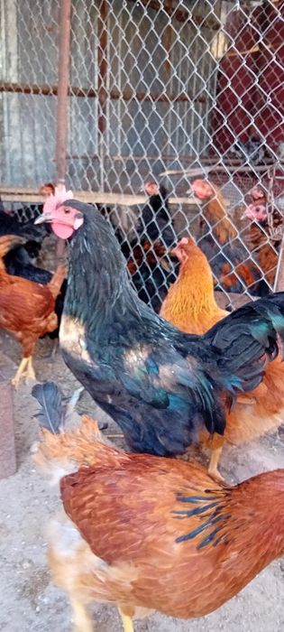 Cocosi austrolop si cocosi frezati