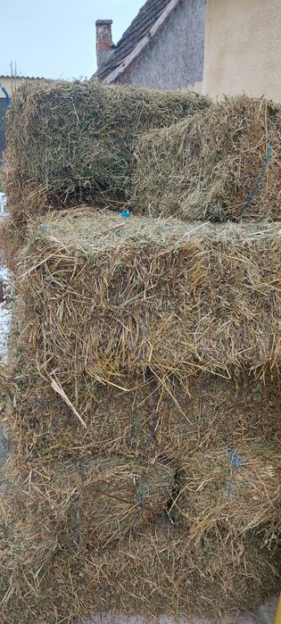 Disponibili baloti trifoi (lucerna)