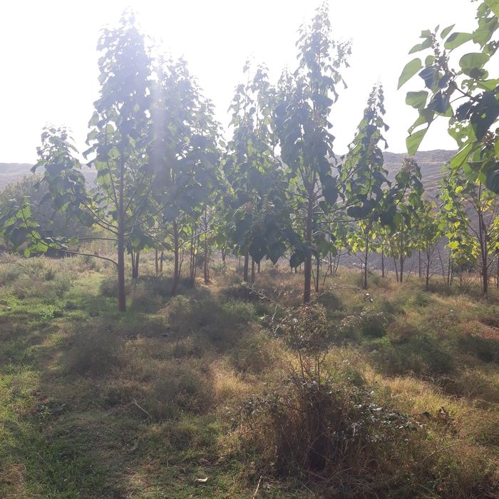 Павлония кучатлари