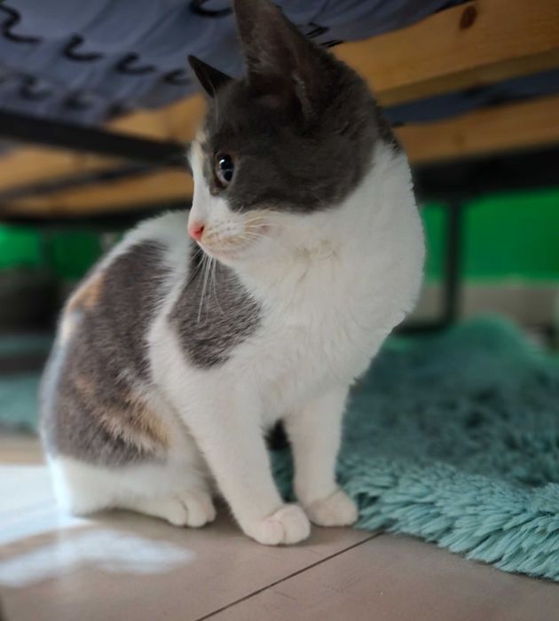 Adoptie pisicita pestrita