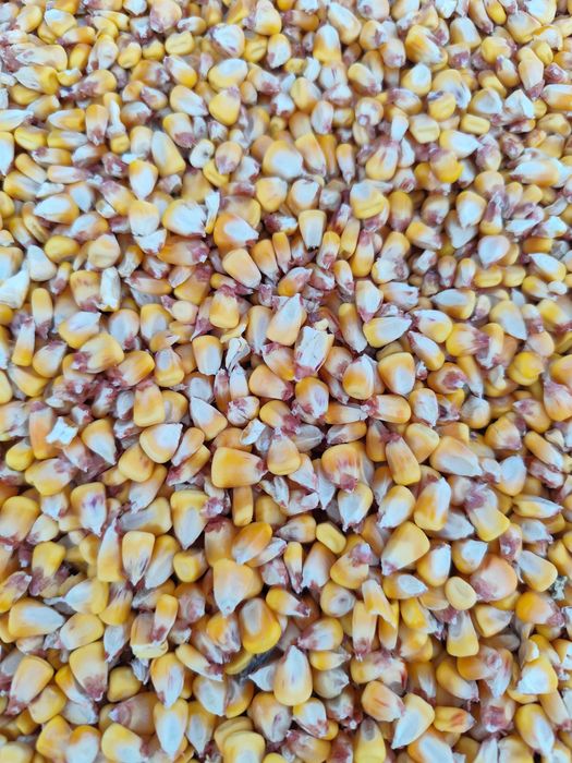 Vând porumb producție 2025