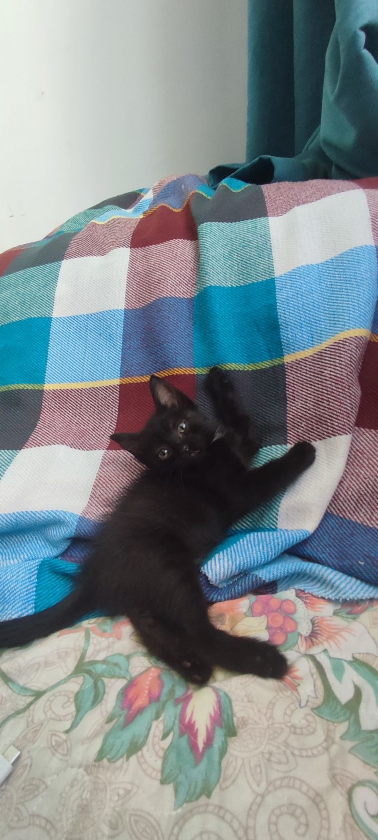 Котенкам 2 месяца