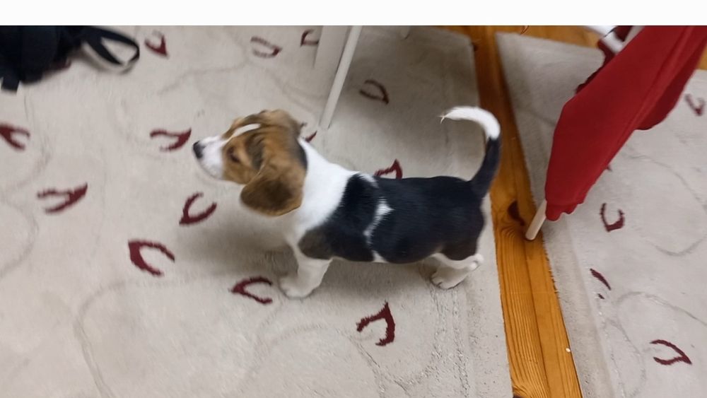 Куче порода Бигъл Чистокръвни трицветни и лимонени бигълчета