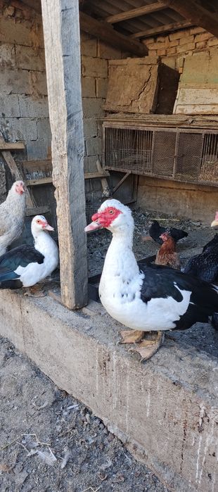 Продаются индоутки парочка