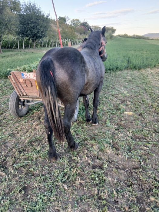 Vand mănză culoare sură neagră