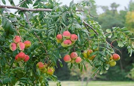 Скоруша - Sorbus domestica