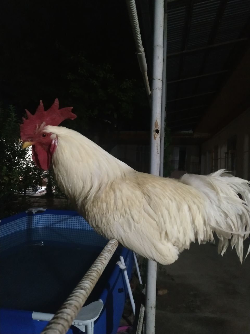 Oq Xoroz sotiladi