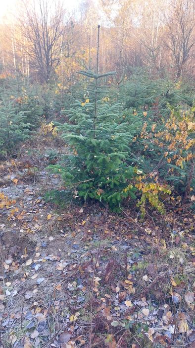 De vânzare Brazi și pomi de craciun