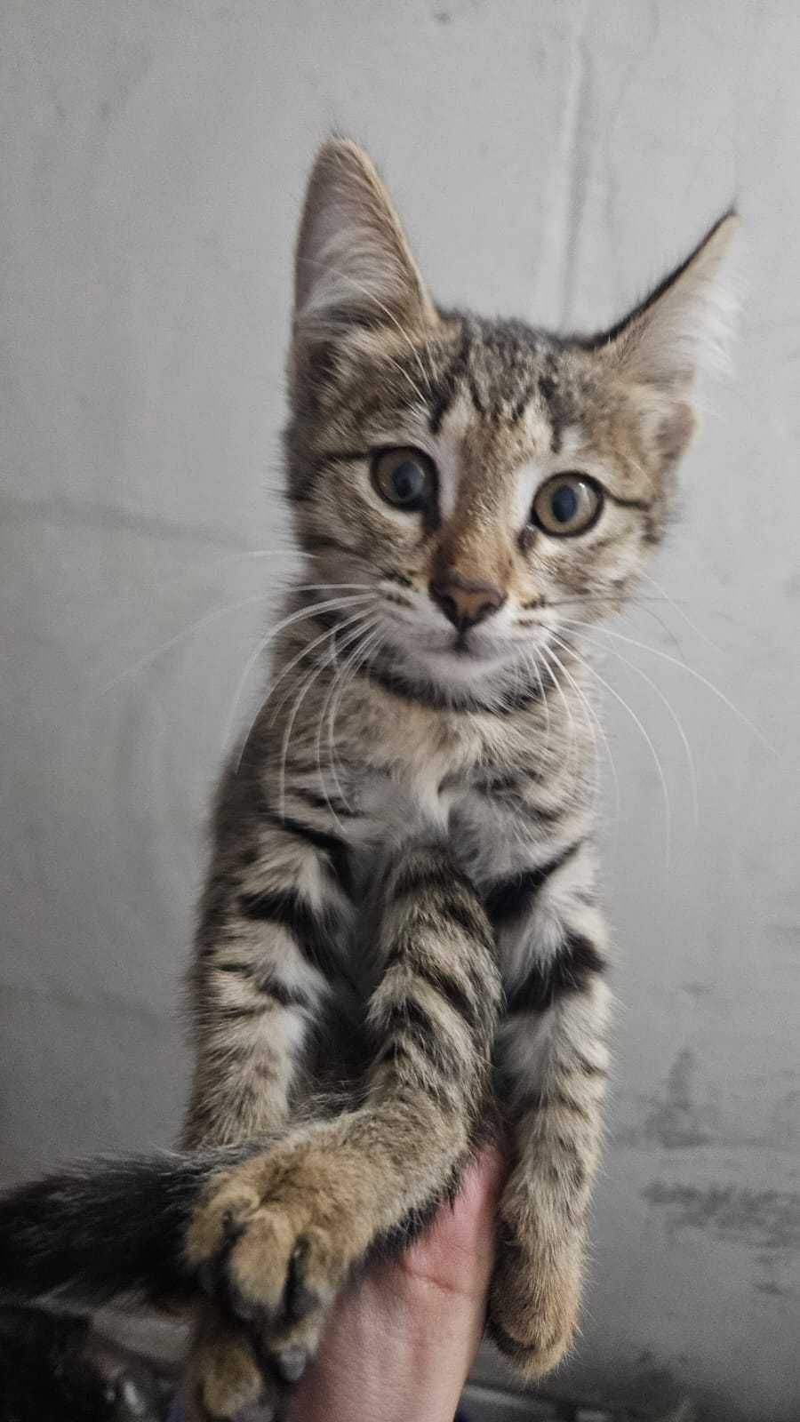 красивый котёнок ответственным людям