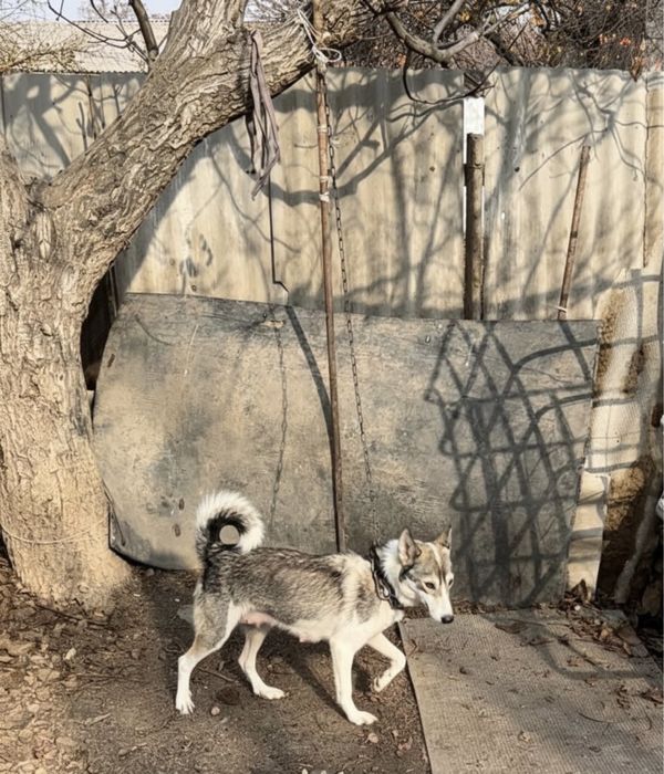 Лаика сатылады урғашы