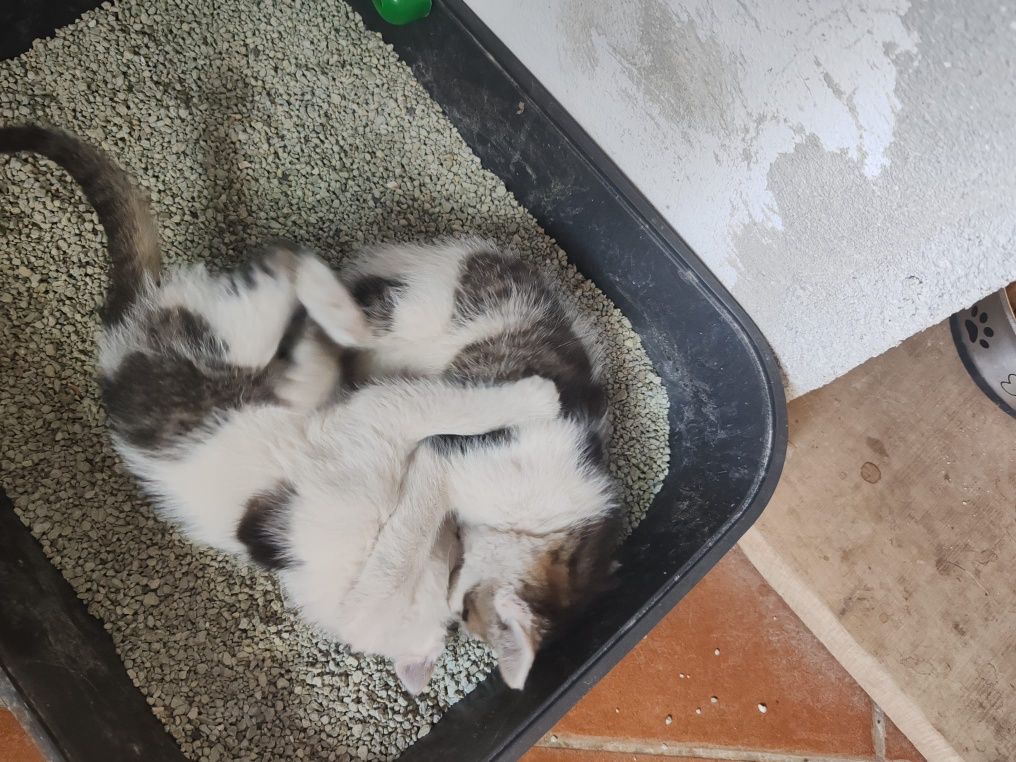 Donez pui de pisica