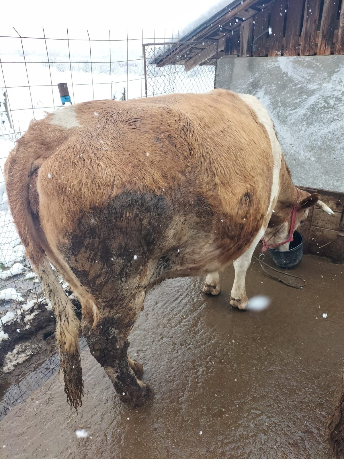 Vând vaca baltata românească gestanta în 8 luni