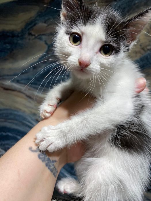 Ищем дом для котят, мальчики и девочки!