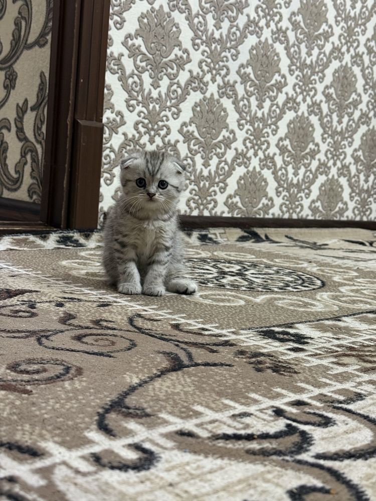 Skotsh fold sotladi ogil