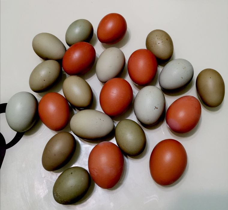 Pui și Ouă pentru incubat OliveEggers