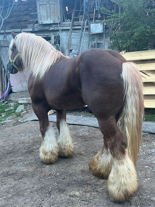 Armăsar Ardenez de montă