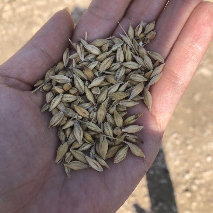 Orz de toamna umiditate mica