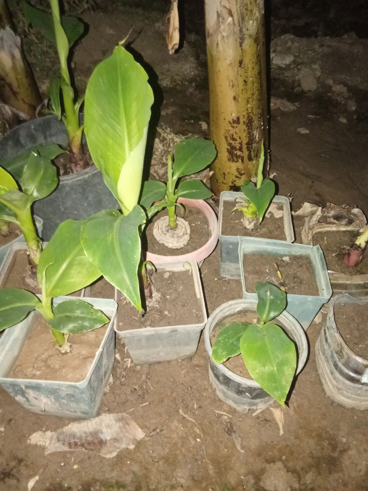 Banan koʻchatlar sotilad