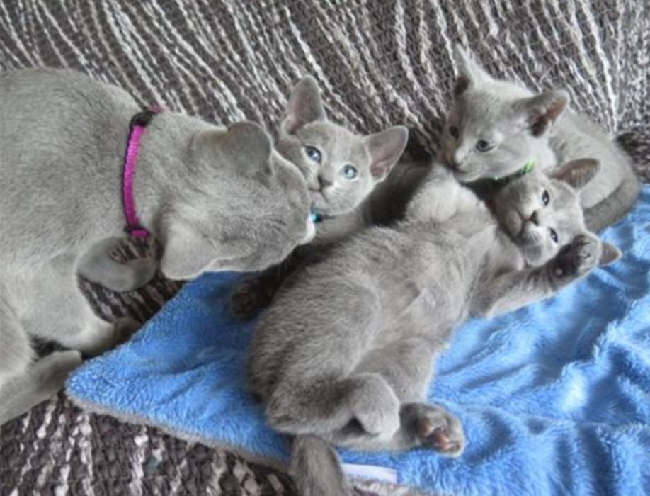 Продавам котенца,порода руска синя котка