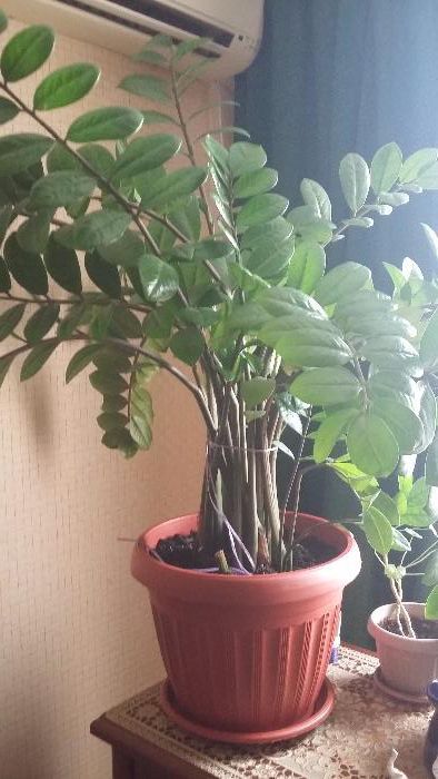 Продам замиокулькас (долларовое дерево)