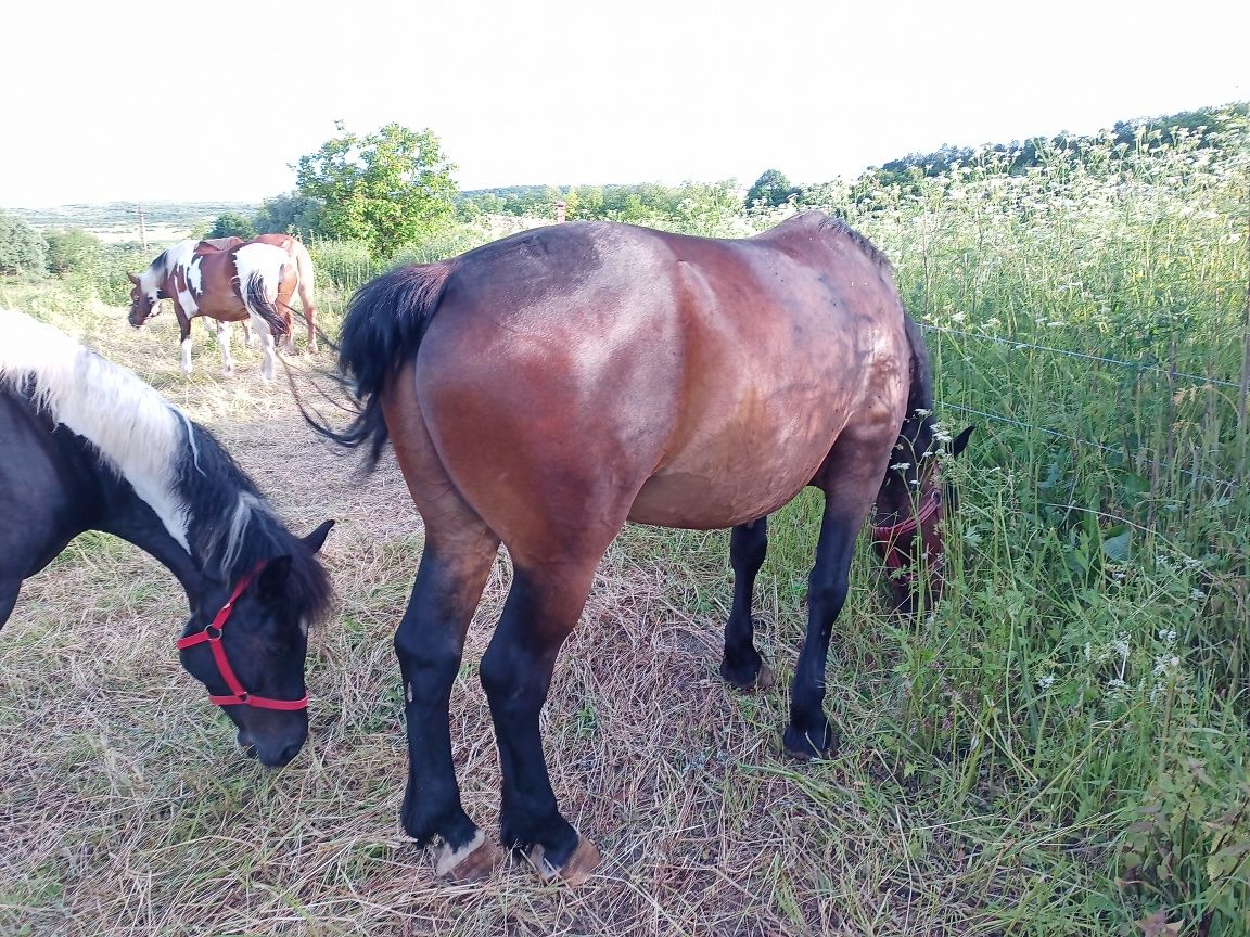 cal de călărie de vânzare